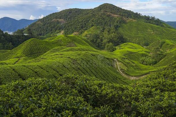 风景关于指已提到的人茶水种植园向指已提到的人山坡
