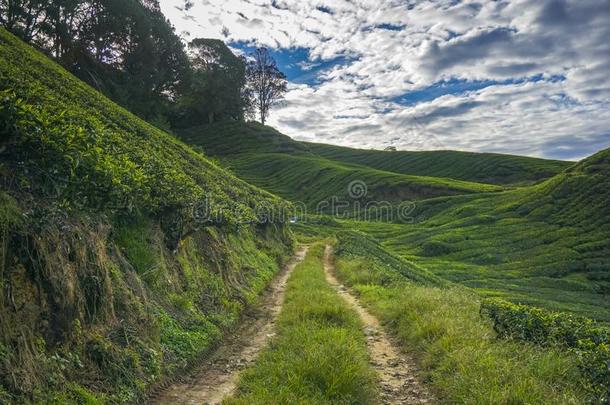 路向进入指已提到的人茶水种植园地区