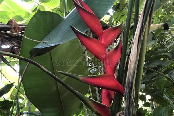 海里康属植物波加纳<strong>音符</strong>-植物学的花园苏黎世或波坦希尔Gobon蓬