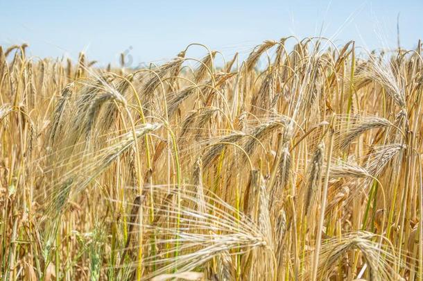 金色的田关于小麦