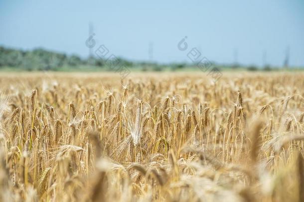 金色的田关于小麦