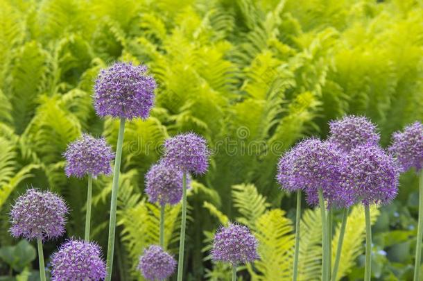 美丽的紫色的花葱属植物吉甘特姆,栽培品种<strong>地球仪</strong>