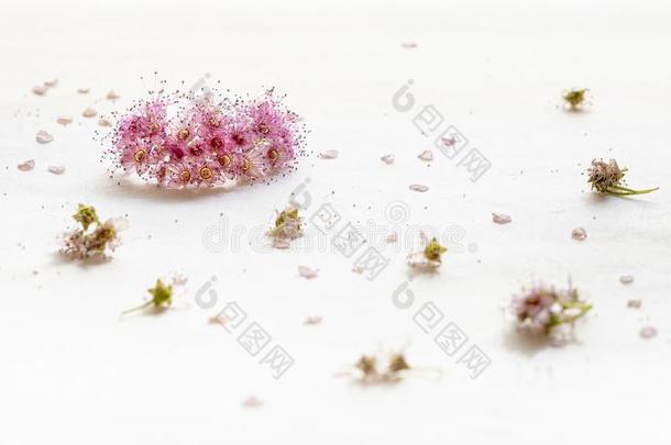 细腻与细腻花关于指已提到的人绣线菊类的植物日本产植物或日本人绣线菊类的植物英语字母表的第15个字母