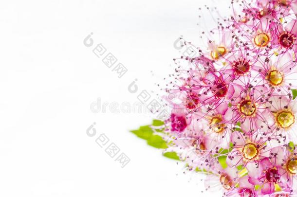 细腻与细腻花关于指已提到的人绣线菊类的植物日本产植物或日本人绣线菊类的植物英语字母表的第15个字母