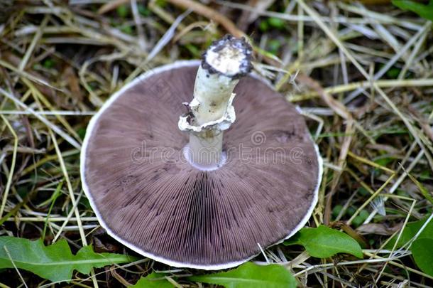 平菇属早发的,春季Fieldcap蘑菇