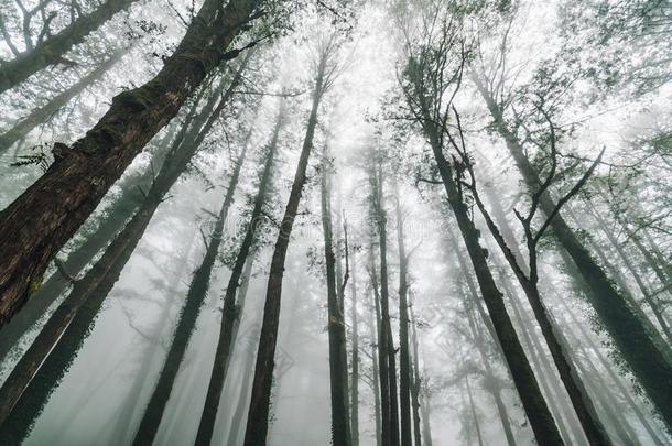 直接的阳光通过日本人雪松树和雾采用指已提到的人为