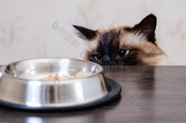 猫食物碗宠物动物.小猫