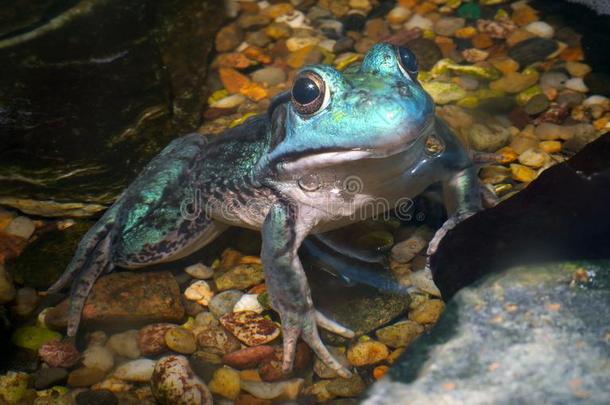 蓝色青蛙水池塘bull青蛙池塘陆地动物饲养所动物两栖动物