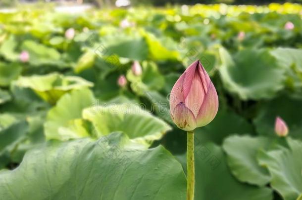 ThaiAirwaysInternational泰航国际农场主种植莲花