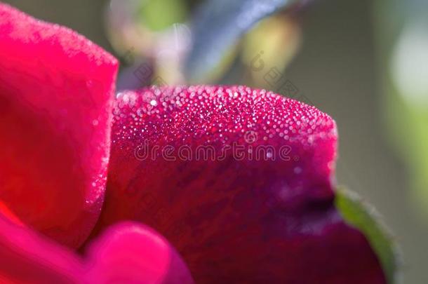 闪耀的早晨<strong>水珠</strong>向红色的玫瑰花
