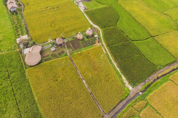 影像关于美丽的台地的稻<strong>田</strong>采用水季节和irrigation灌溉
