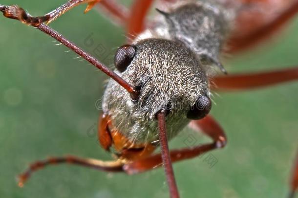 宏指令照片关于面容关于蚂蚁向绿色的叶子