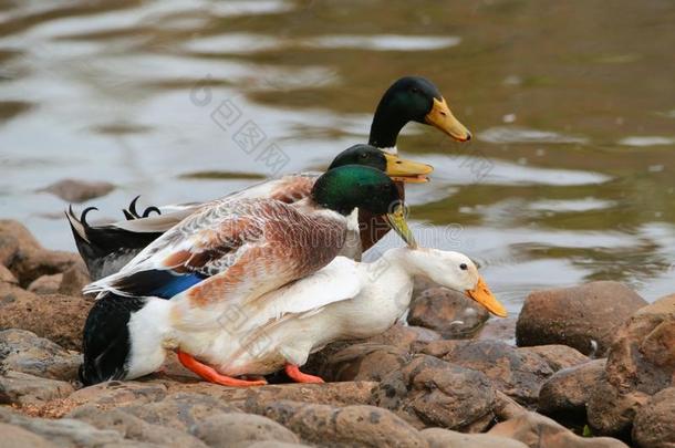 幸福的鸭演奏采用一池塘