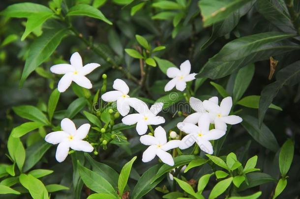 组关于白色的桑帕古岩茉莉盛开的和芽花序