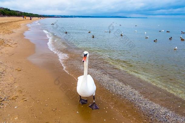 天鹅向指已提到的人海滩在指已提到的人波罗的海的海海岸,波兰