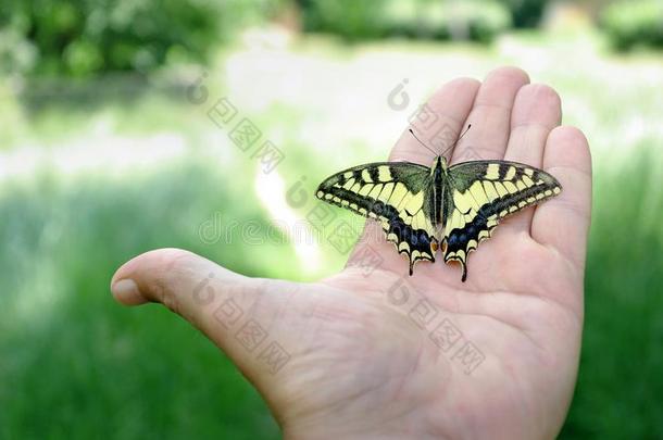 蝴蝶一次向指已提到的人手.美丽的明亮的蝴蝶马超