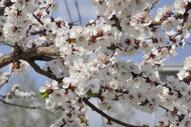 白色的花向指已提到的人树花采用夏.<strong>花开</strong>着的树枝<strong>四月</strong>