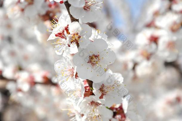 白色的花向指已提到的人树花采用夏.花开着的树枝四月