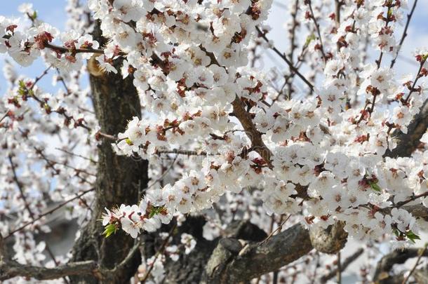 白色的花向指已提到的人树花采用夏.<strong>花开</strong>着的树枝<strong>四月</strong>