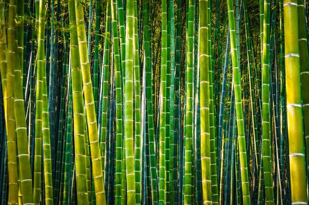 京都阿拉山山<strong>竹子</strong>森林高的对比