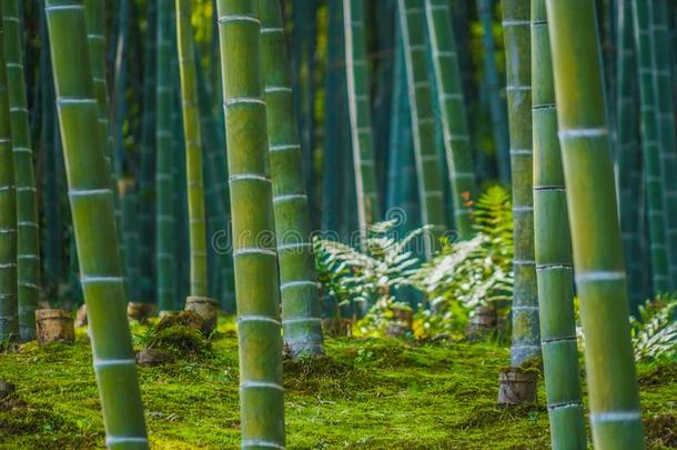 京都阿拉山山竹子森林