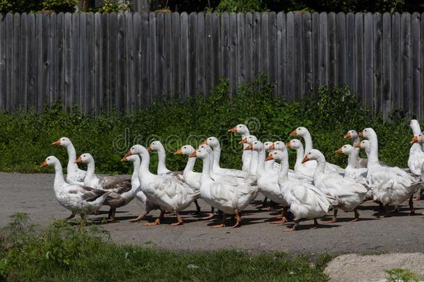 一兽群关于goose的复数形式