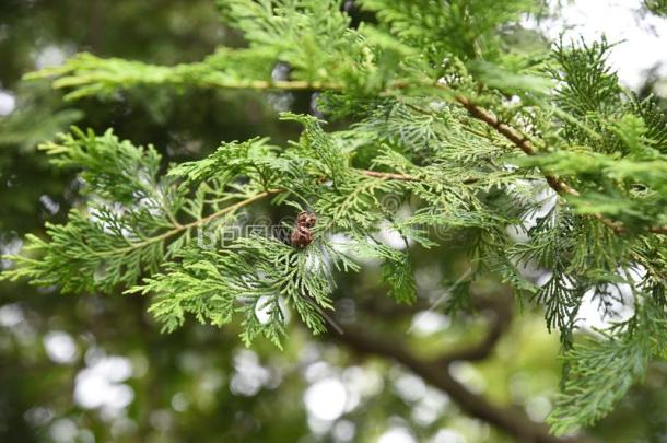 日本人柏属植物扁柏属奥布杜萨或日本扁柏柏图片-包图网企业站