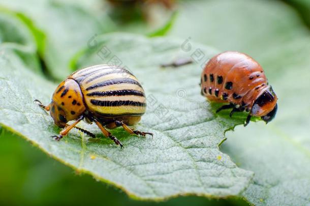 美国科罗拉多州马铃薯甲壳虫和红色的幼虫表面涂布不均和吃马铃薯