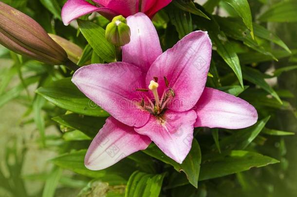 粉红色的百合花花.美丽的百合花花采用指已提到的人花园.百合花莉莉