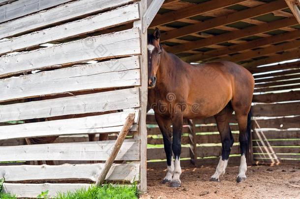 棕色的马采用木制的稳定的特写镜头