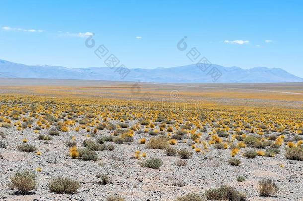 山间高原草原关于干的干燥的山间高原,阿根廷