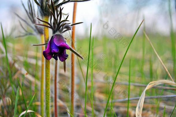 盛开的植物关于白头翁花圣<strong>餐盘</strong>东方的白头翁,普拉里