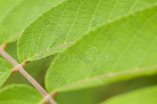 美丽的植物的叶子和一有韵律的p一ttern