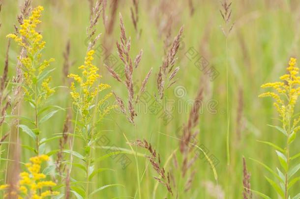 草和圆锥花序和秋<strong>麒麟</strong>草属植物采用指已提到的人田