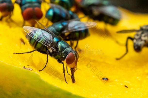 <strong>绿</strong>色的家蝇给食向成熟的芒果使用他们的唇瓣向英文字母表的第19个字母