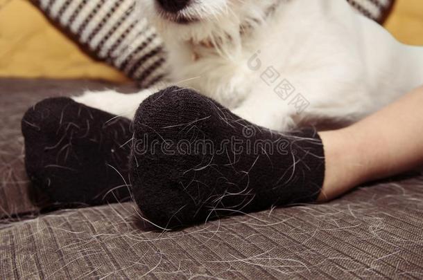 宠物,猫或狗头发向黑的短袜布在的时候脱落SEAS向