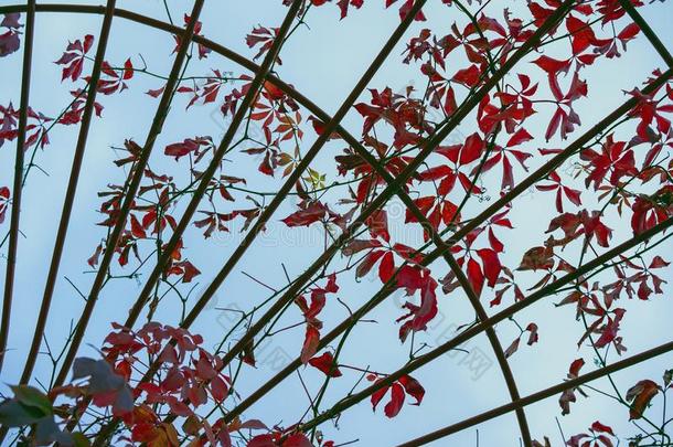 金属弓形关于把编成辫子反常的树枝和红色的树叶.自然的
