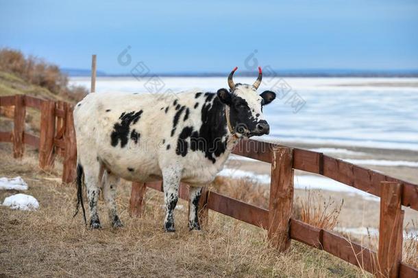 雅库特产奶牛在近处河莉娜,共和国萨卡雅库特ia.