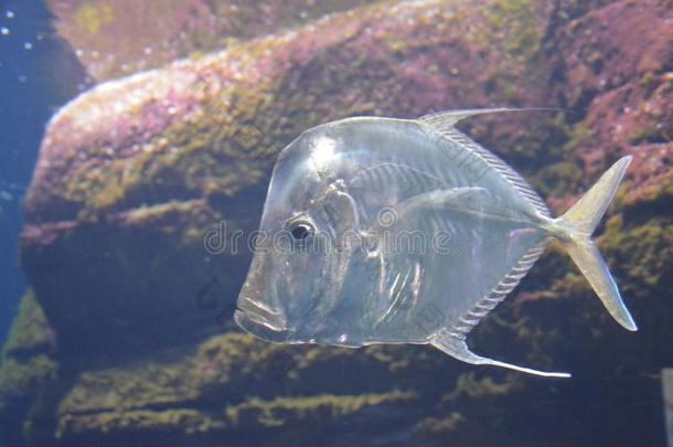 一级防范禁闭鱼[拉背的在大西洋里的,水族馆一种有覆盖的四轮马车德国