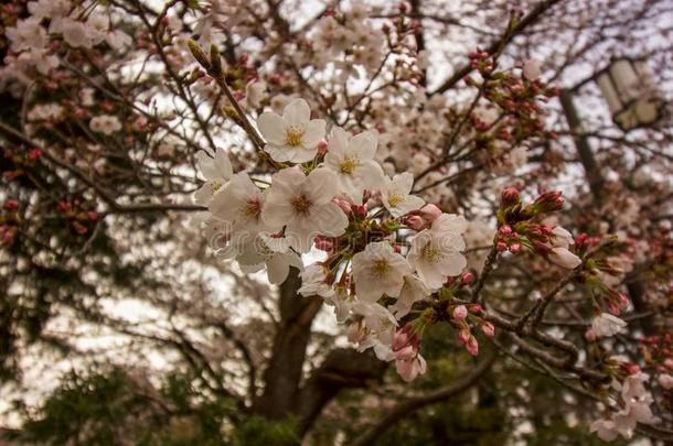 白色的樱桃花向<strong>日本</strong>人树,<strong>日本</strong>人白色的樱桃blower鼓风机