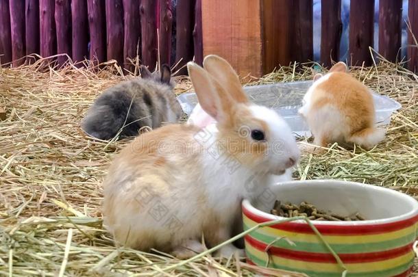 一组关于小的兔子和干的干燥的稻草,给食动物