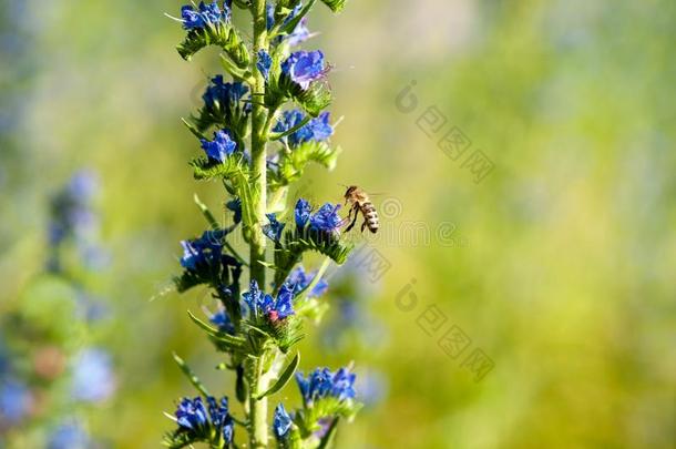 蜜蜂登陆向一蓝蓟花