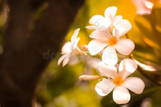 热带的花鸡蛋花梅花.美丽的白色的梅花英语字母表的第18个字母