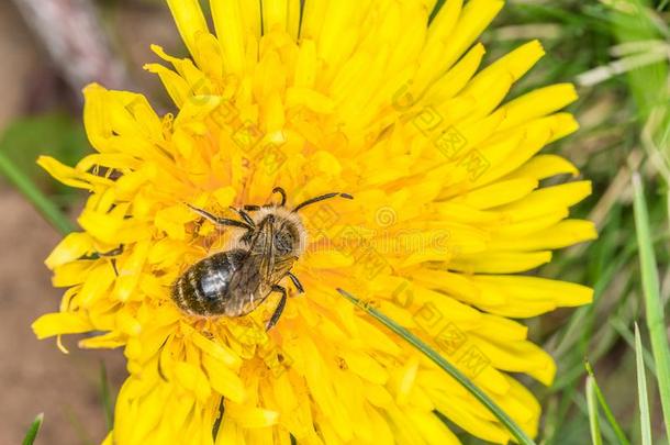 蜂蜜蜜蜂收集花粉和花蜜从一d和elion花,Georgia格鲁吉亚
