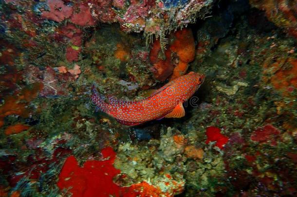 指已提到的人健康的和美丽的珊瑚礁采用西巴丹Isl和,<strong>仙本那</strong>