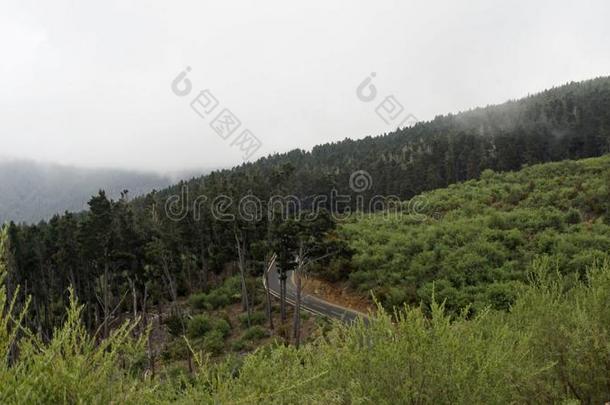 弯曲的像蛇般蜷曲的锚地向泰德火山