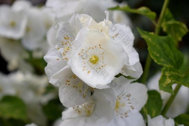盛开的白色的山梅花