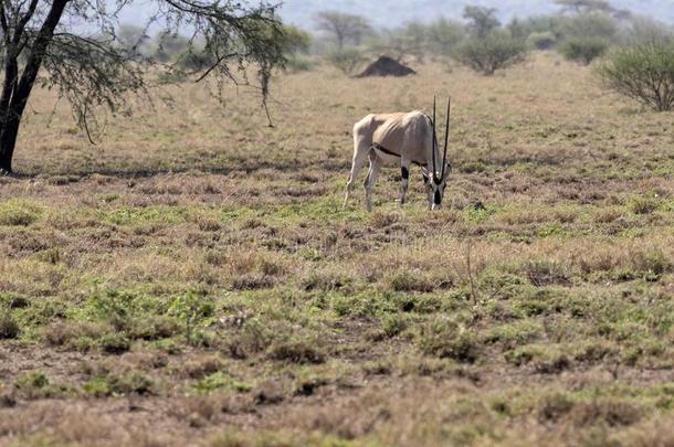 东非洲的羚羊,羚羊瞪羚属东非长角羚,与水面齐平的国家的公园,埃塞俄比亚