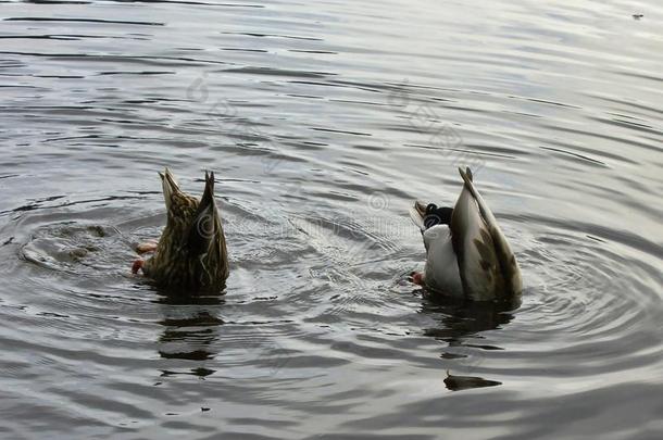 两个鸭采用一池塘和他们的笑柄在上面