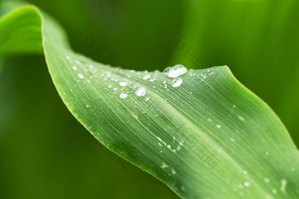 新鲜的绿色的树叶特写镜头和雨点后的雨